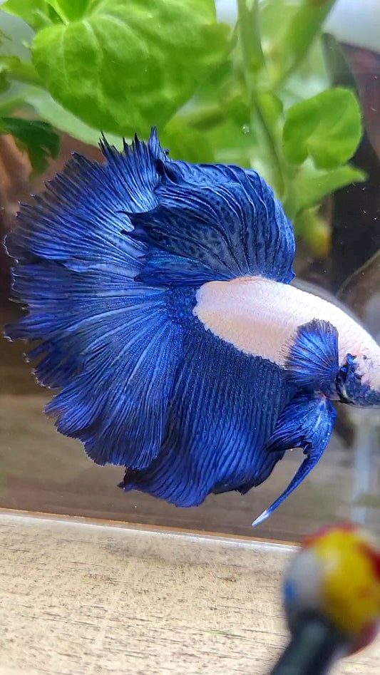 HAFMOON ROSETAIL BLUE RIM BICOLOR BETTA FISH