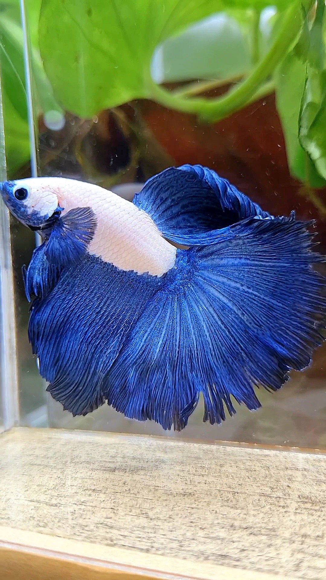 HAFMOON ROSETAIL BLUE RIM BICOLOR BETTA FISH