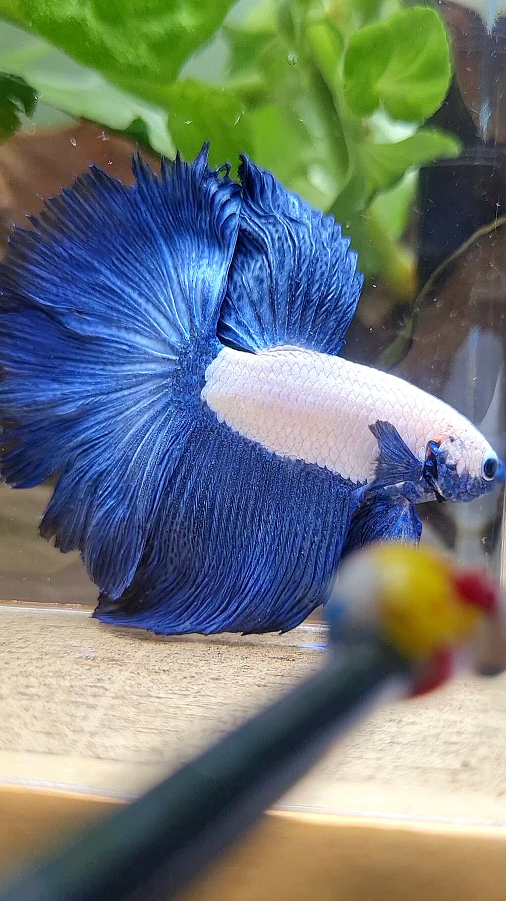 HAFMOON ROSETAIL BLUE RIM BICOLOR BETTA FISH