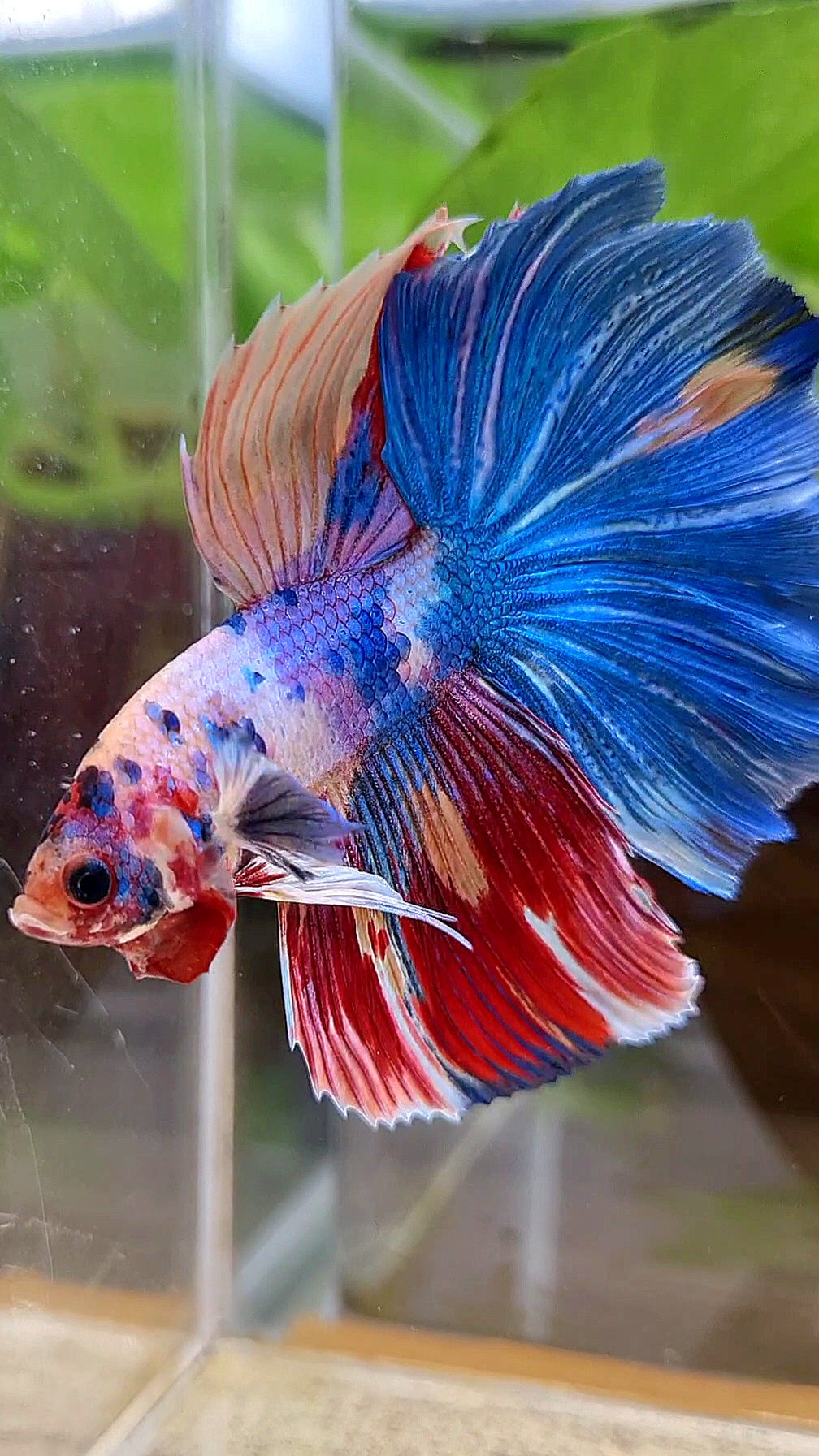 HALFMOON ROSETAIL RAINBOW FANCY MULTICOLOR BETTA FISH
