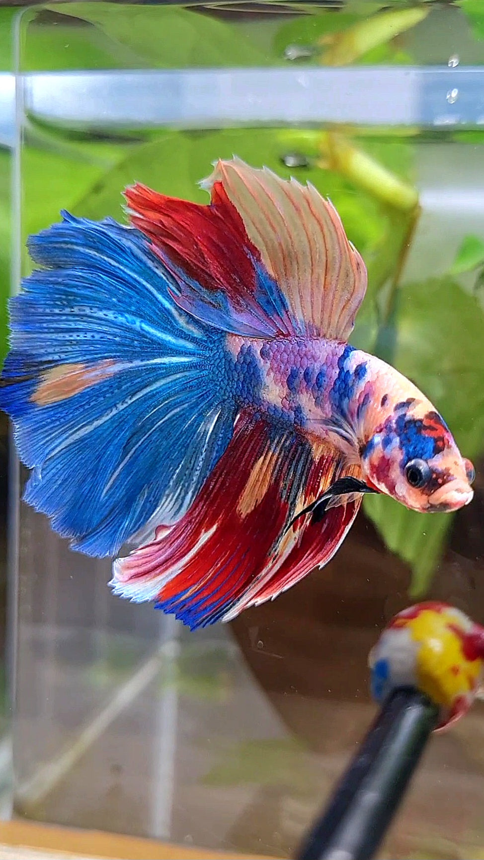 HALFMOON ROSETAIL RAINBOW FANCY MULTICOLOR BETTA FISH
