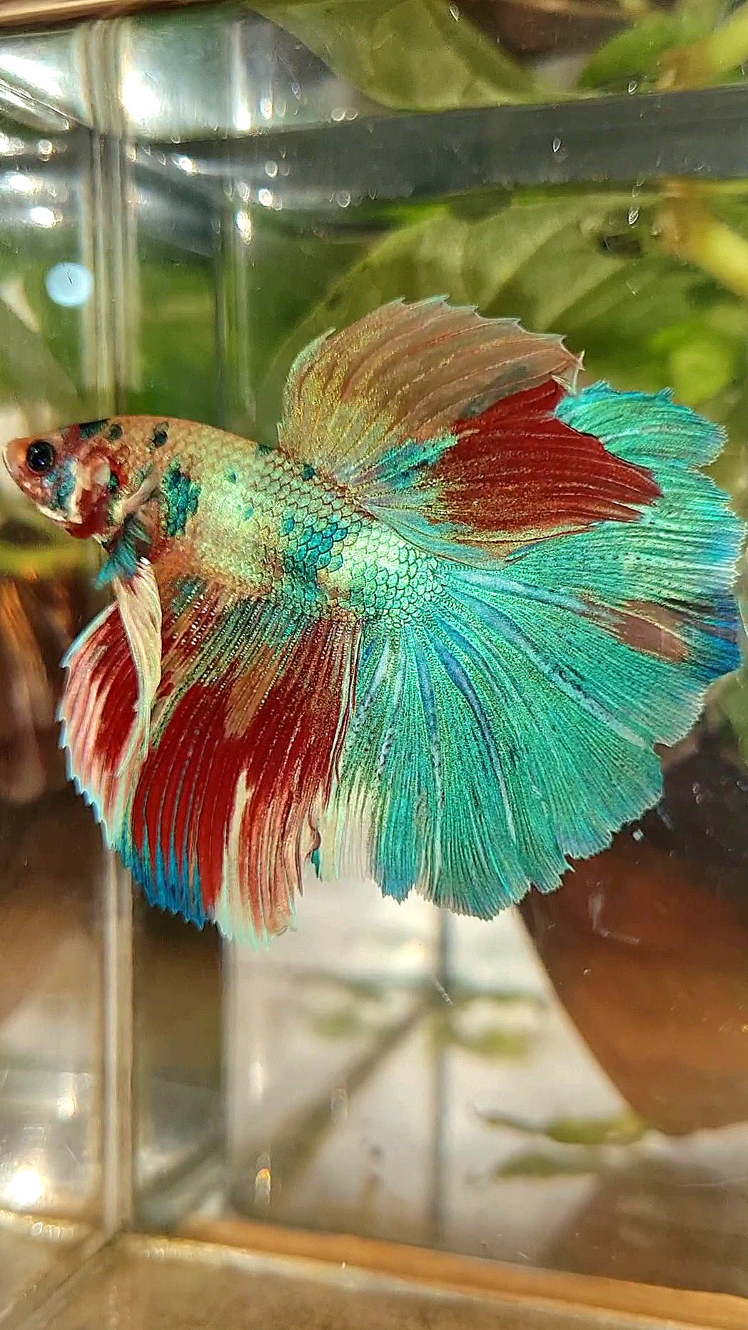 HALFMOON ROSETAIL RAINBOW FANCY MULTICOLOR BETTA FISH
