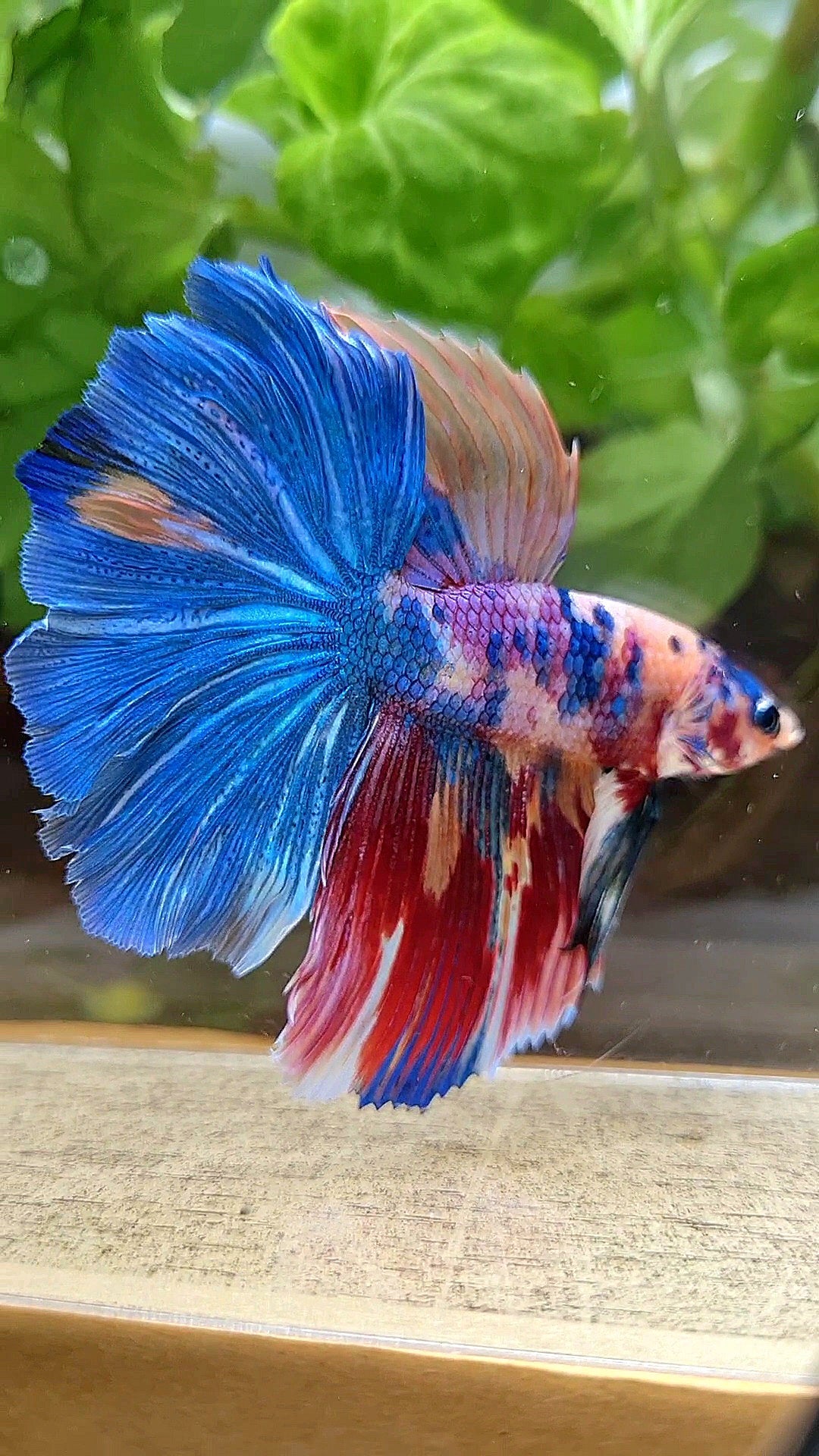 HALFMOON ROSETAIL RAINBOW FANCY MULTICOLOR BETTA FISH
