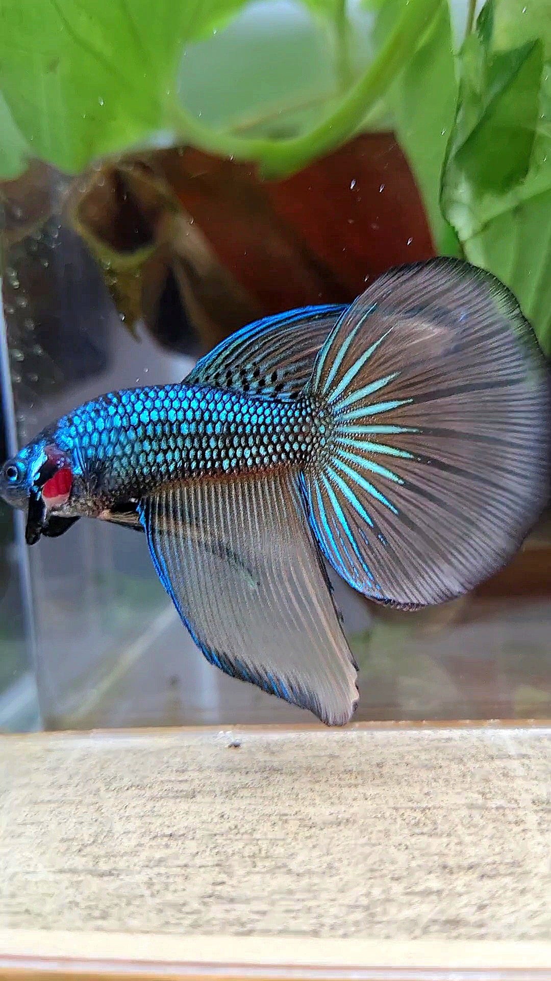 HALFMOON IMBELIS YELLOW GREEN HYBRID WILD BETTA FISH