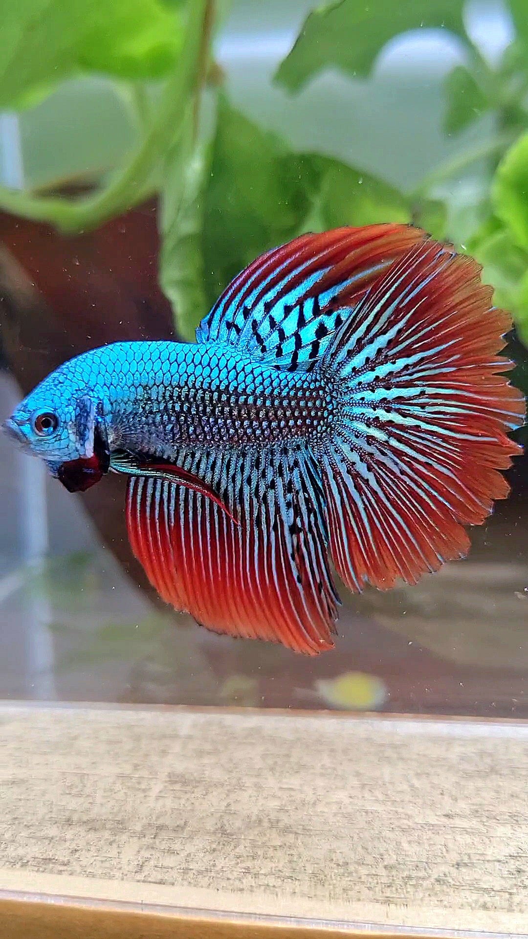 LUXURY HALFMOON ROSETAIL ALIEN GREEN HYBRID WILD BETTA FISH