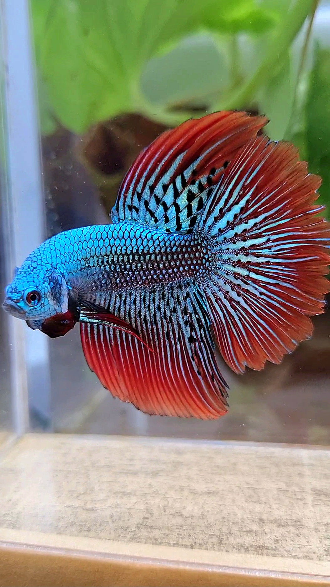 LUXURY HALFMOON ROSETAIL ALIEN GREEN HYBRID WILD BETTA FISH