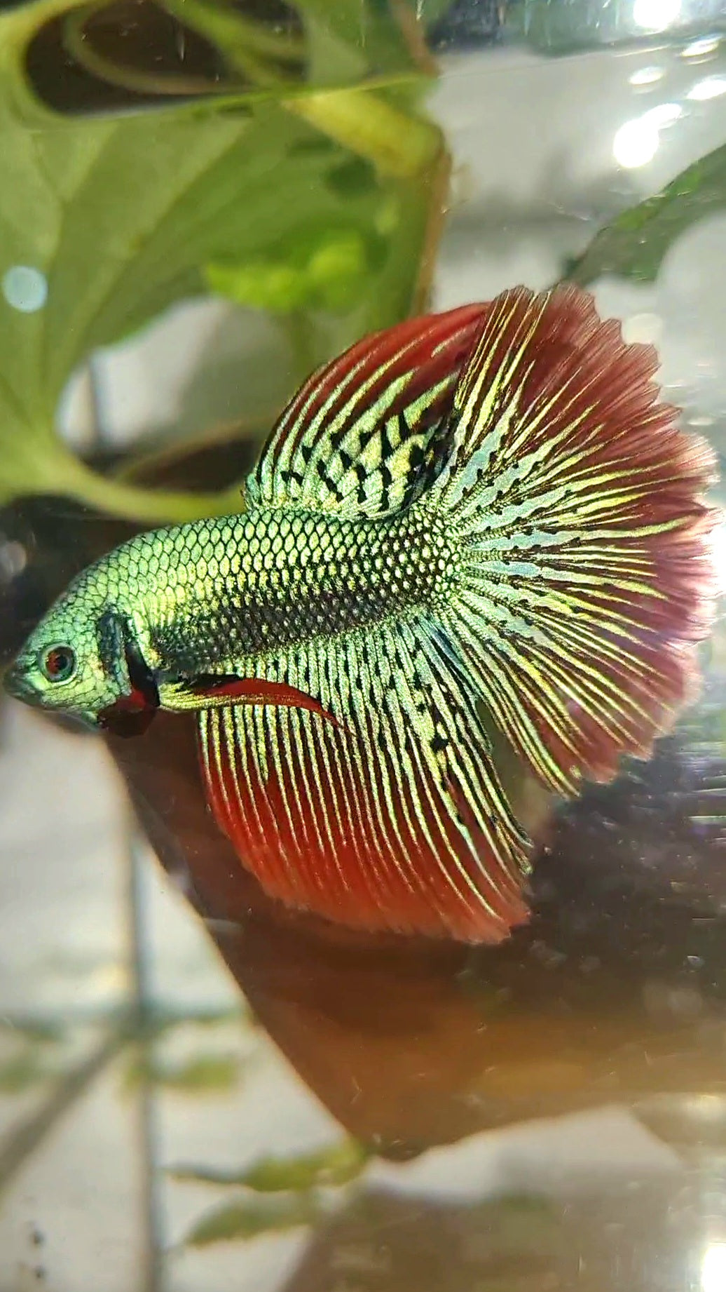 LUXURY HALFMOON ROSETAIL ALIEN GREEN HYBRID WILD BETTA FISH