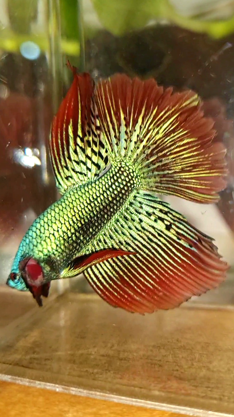 LUXURY HALFMOON ROSETAIL ALIEN GREEN HYBRID WILD BETTA FISH