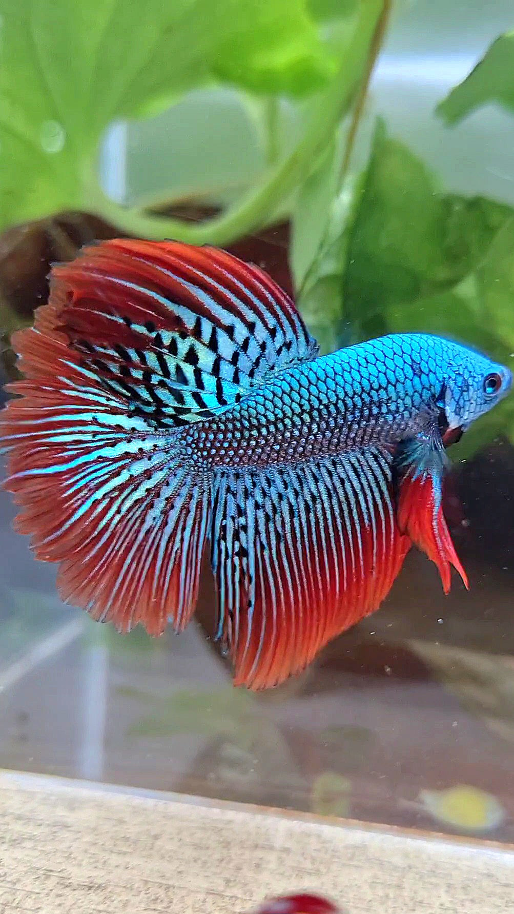 LUXURY HALFMOON ROSETAIL ALIEN GREEN HYBRID WILD BETTA FISH