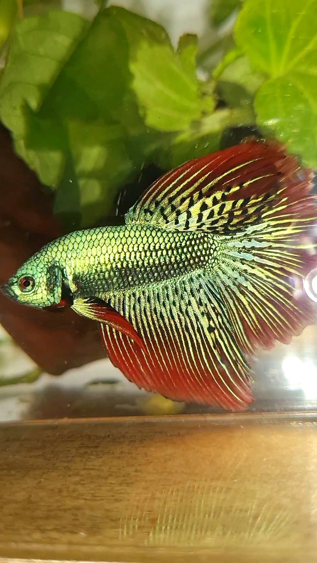 LUXURY HALFMOON ROSETAIL ALIEN GREEN HYBRID WILD BETTA FISH