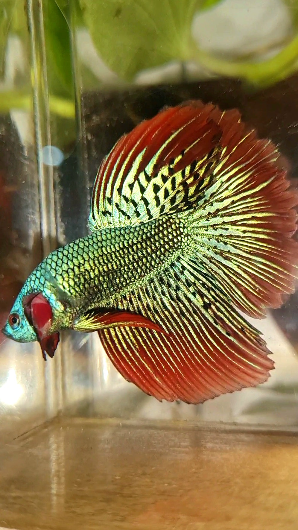 LUXURY HALFMOON ROSETAIL ALIEN GREEN HYBRID WILD BETTA FISH