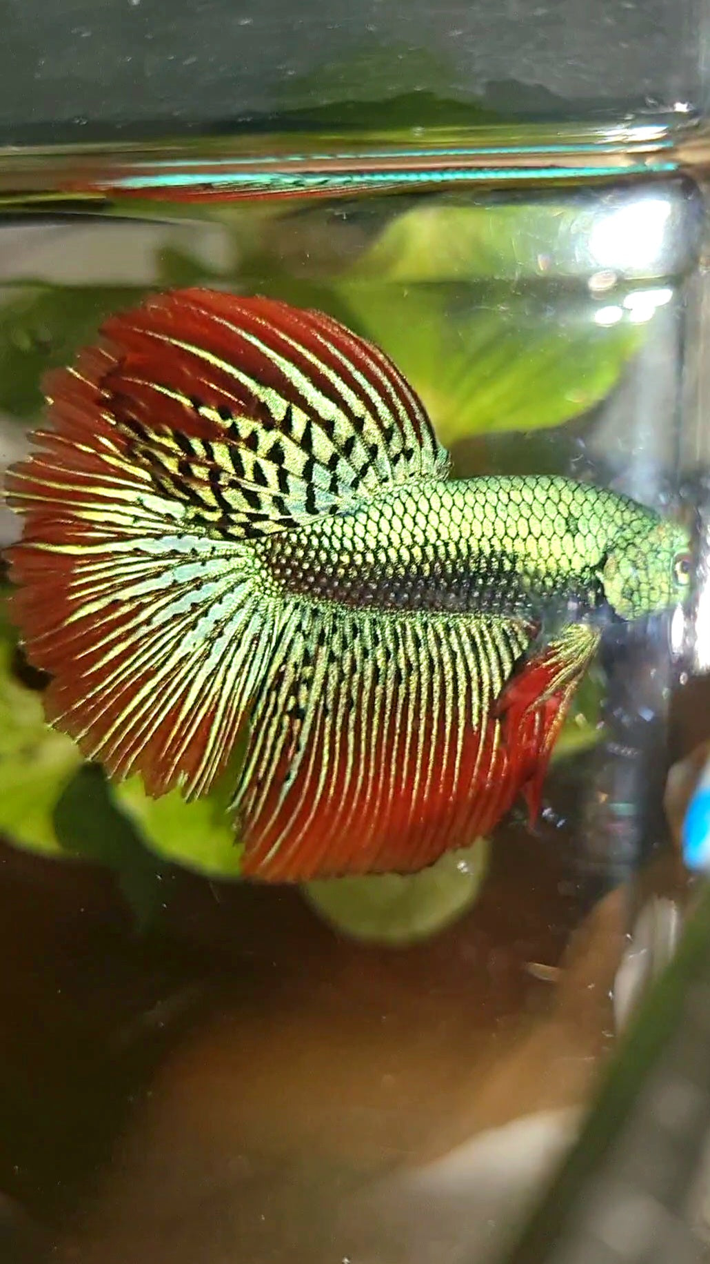 LUXURY HALFMOON ROSETAIL ALIEN GREEN HYBRID WILD BETTA FISH