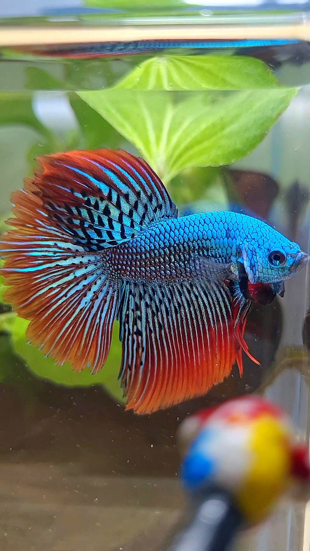 LUXURY HALFMOON ROSETAIL ALIEN GREEN HYBRID WILD BETTA FISH
