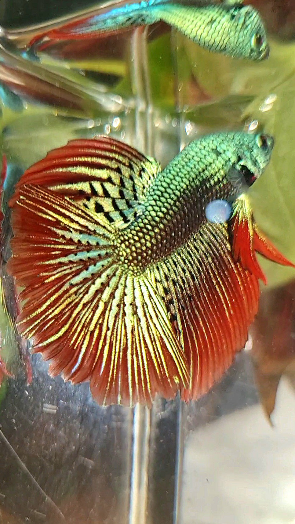 LUXURY HALFMOON ROSETAIL ALIEN GREEN HYBRID WILD BETTA FISH