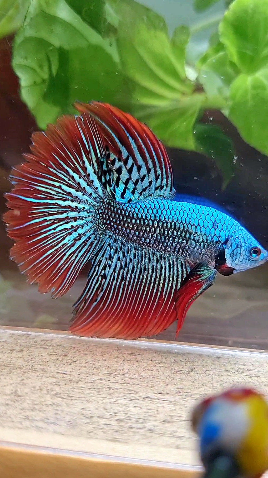 LUXURY HALFMOON ROSETAIL ALIEN GREEN HYBRID WILD BETTA FISH