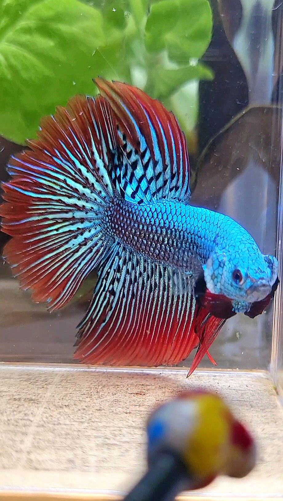 LUXURY HALFMOON ROSETAIL ALIEN GREEN HYBRID WILD BETTA FISH