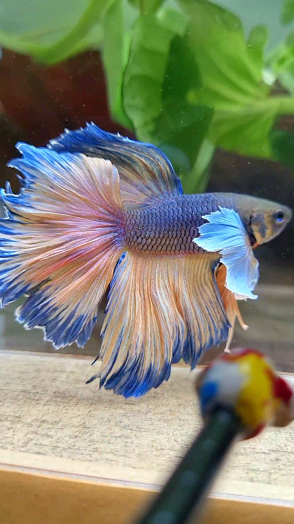 HALFMOON DUMBO EAR ROSETAIL VIOLET YELLOW MUSTARD GAS BETTA FISH