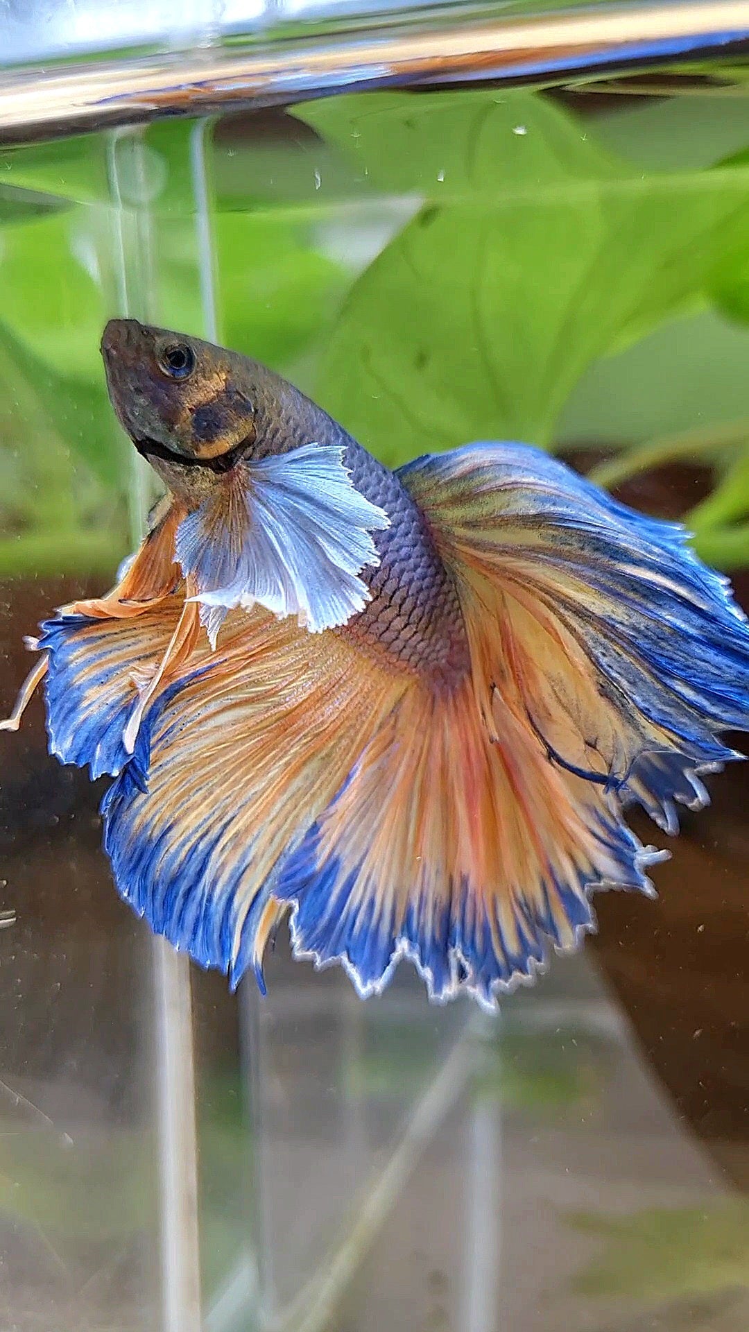HALFMOON DUMBO EAR ROSETAIL VIOLET YELLOW MUSTARD GAS BETTA FISH