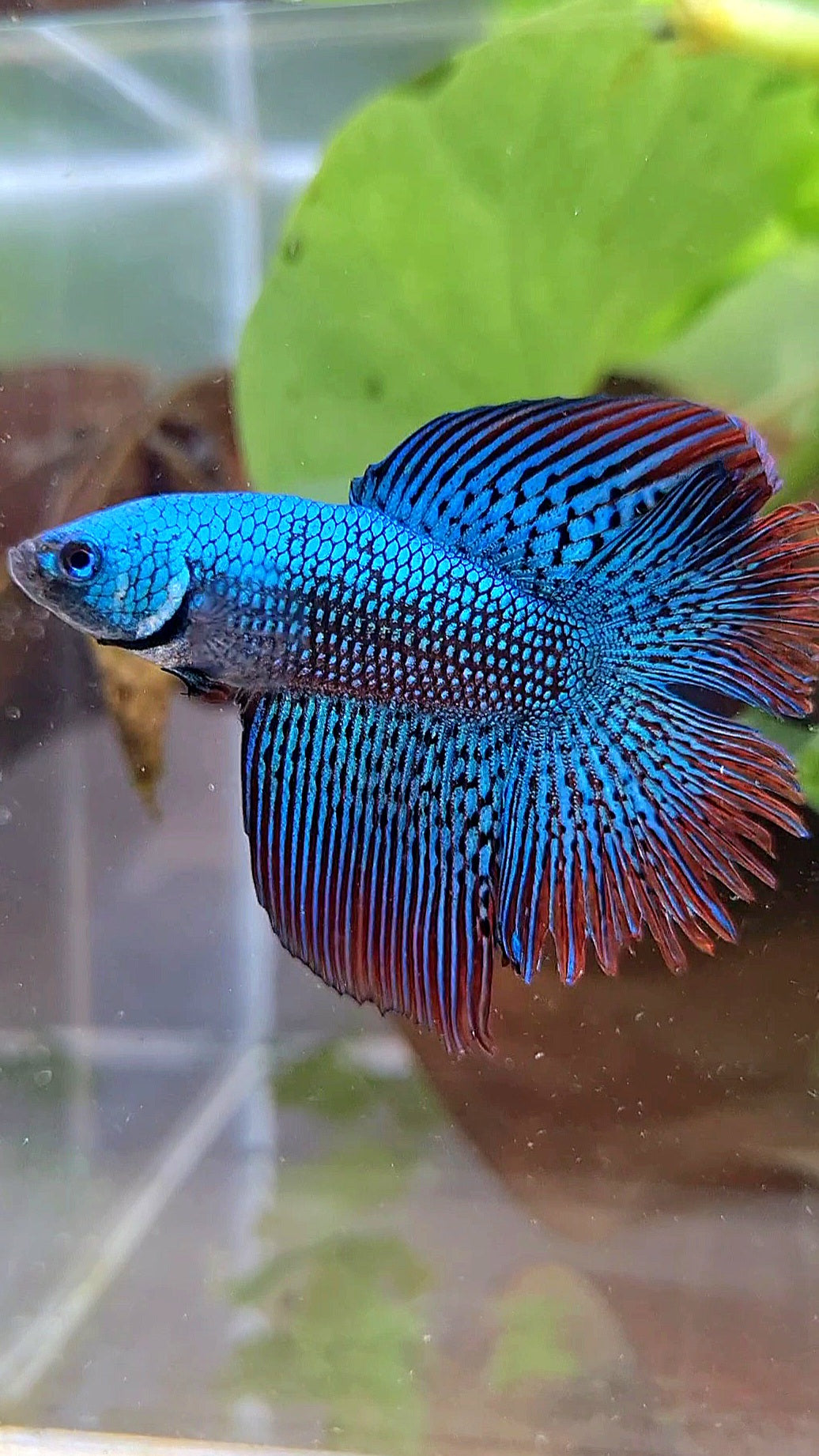 LUXURY HALFMOON DOUBLE TAIL ALIEN GREEN-BLUE HYBRID WILD BETTA FISH