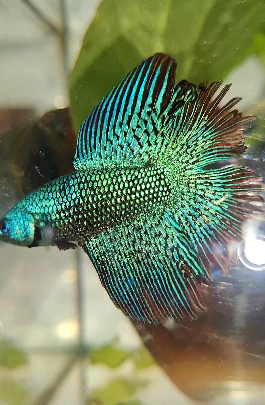 LUXURY HALFMOON DOUBLE TAIL ALIEN GREEN-BLUE HYBRID WILD BETTA FISH