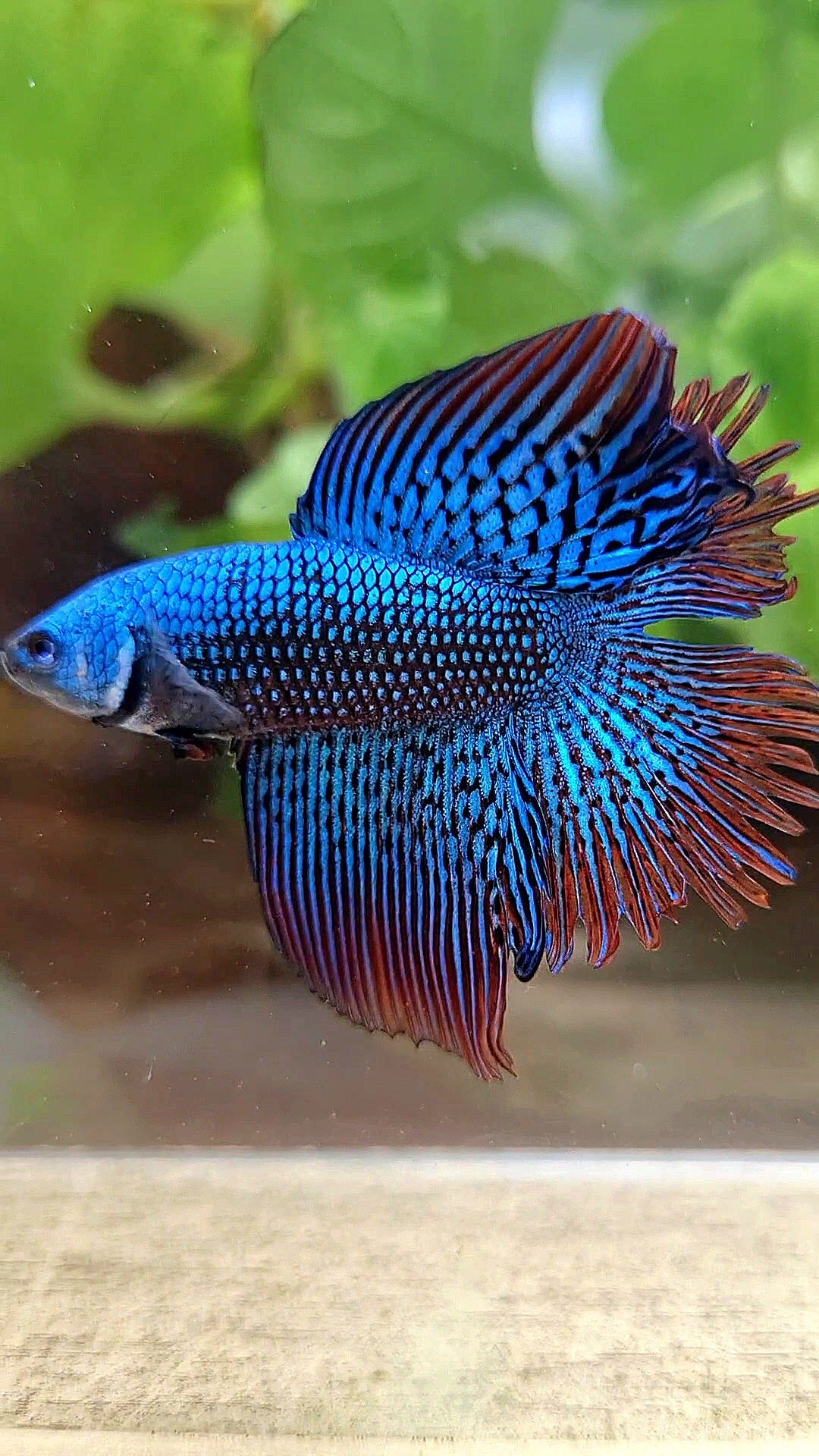 LUXURY HALFMOON DOUBLE TAIL ALIEN GREEN-BLUE HYBRID WILD BETTA FISH