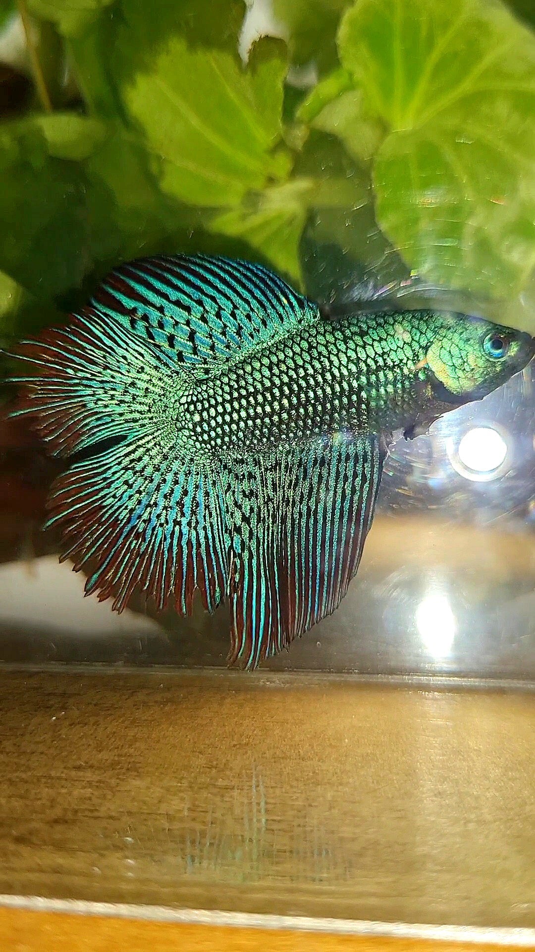 LUXURY HALFMOON DOUBLE TAIL ALIEN GREEN-BLUE HYBRID WILD BETTA FISH