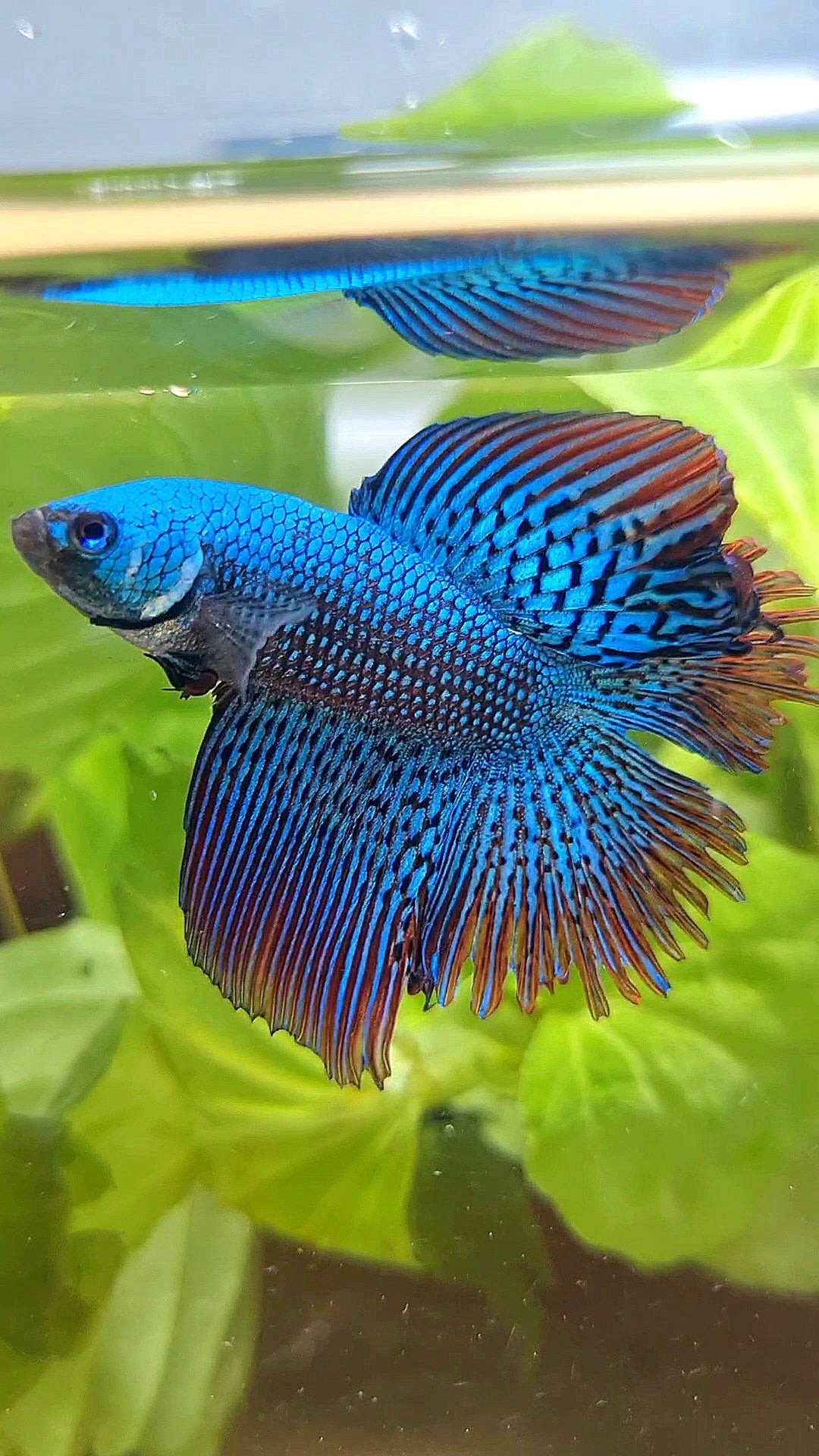 LUXURY HALFMOON DOUBLE TAIL ALIEN GREEN-BLUE HYBRID WILD BETTA FISH