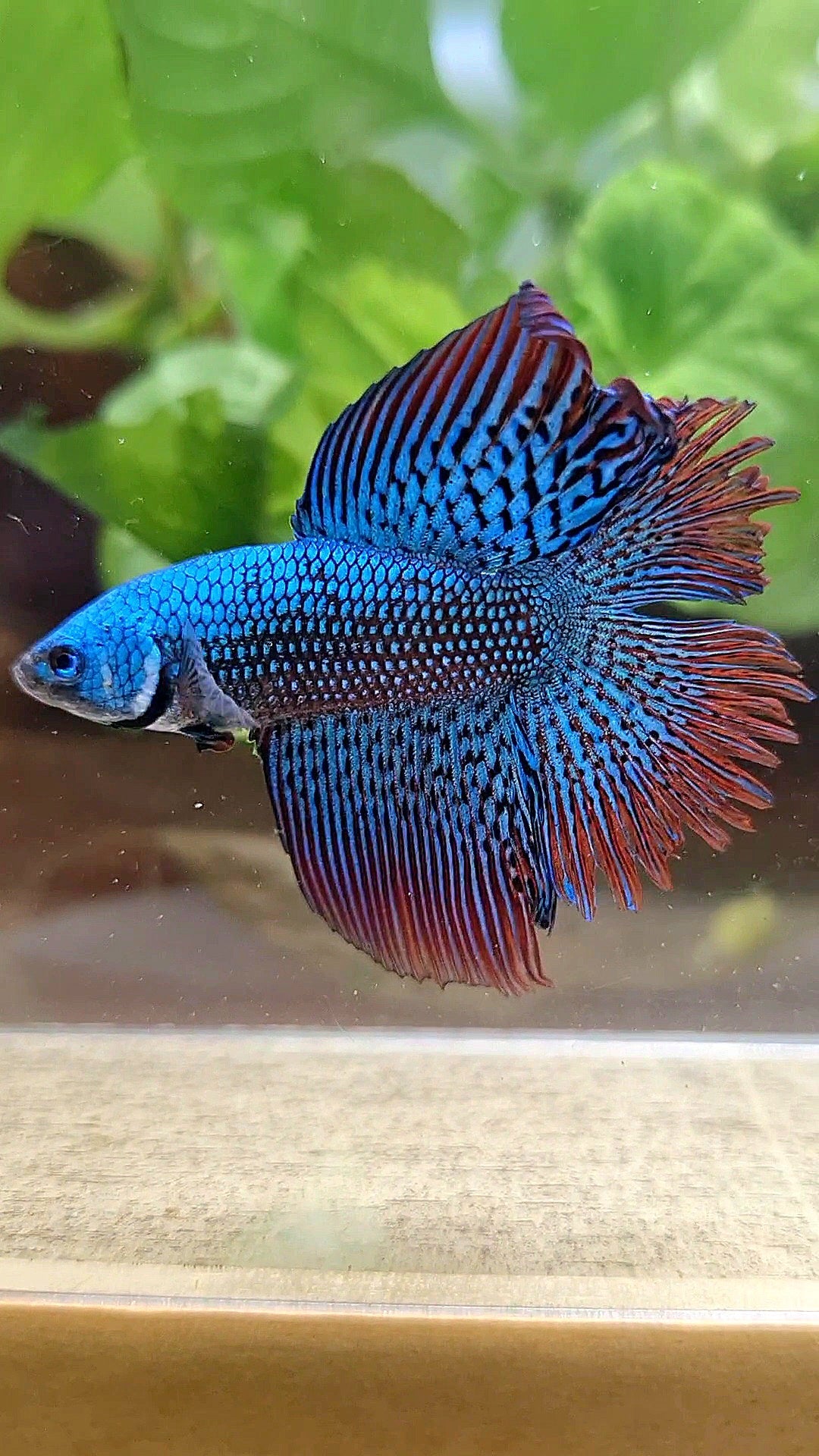 LUXURY HALFMOON DOUBLE TAIL ALIEN GREEN-BLUE HYBRID WILD BETTA FISH