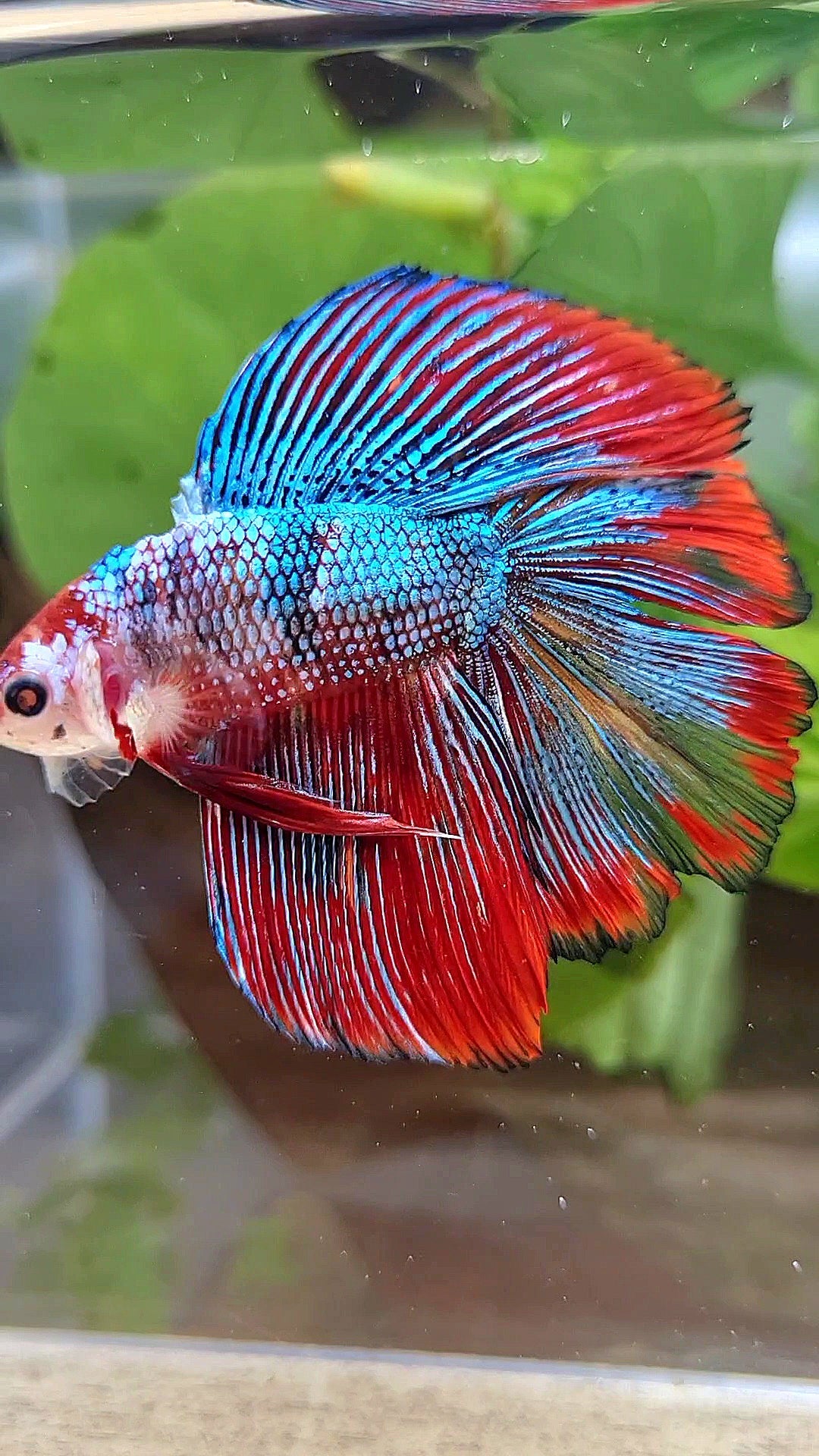 LUXURY HALFMOON DOUBLE TAIL SUPER METTALIC MULTICOLOR BETTA FISH