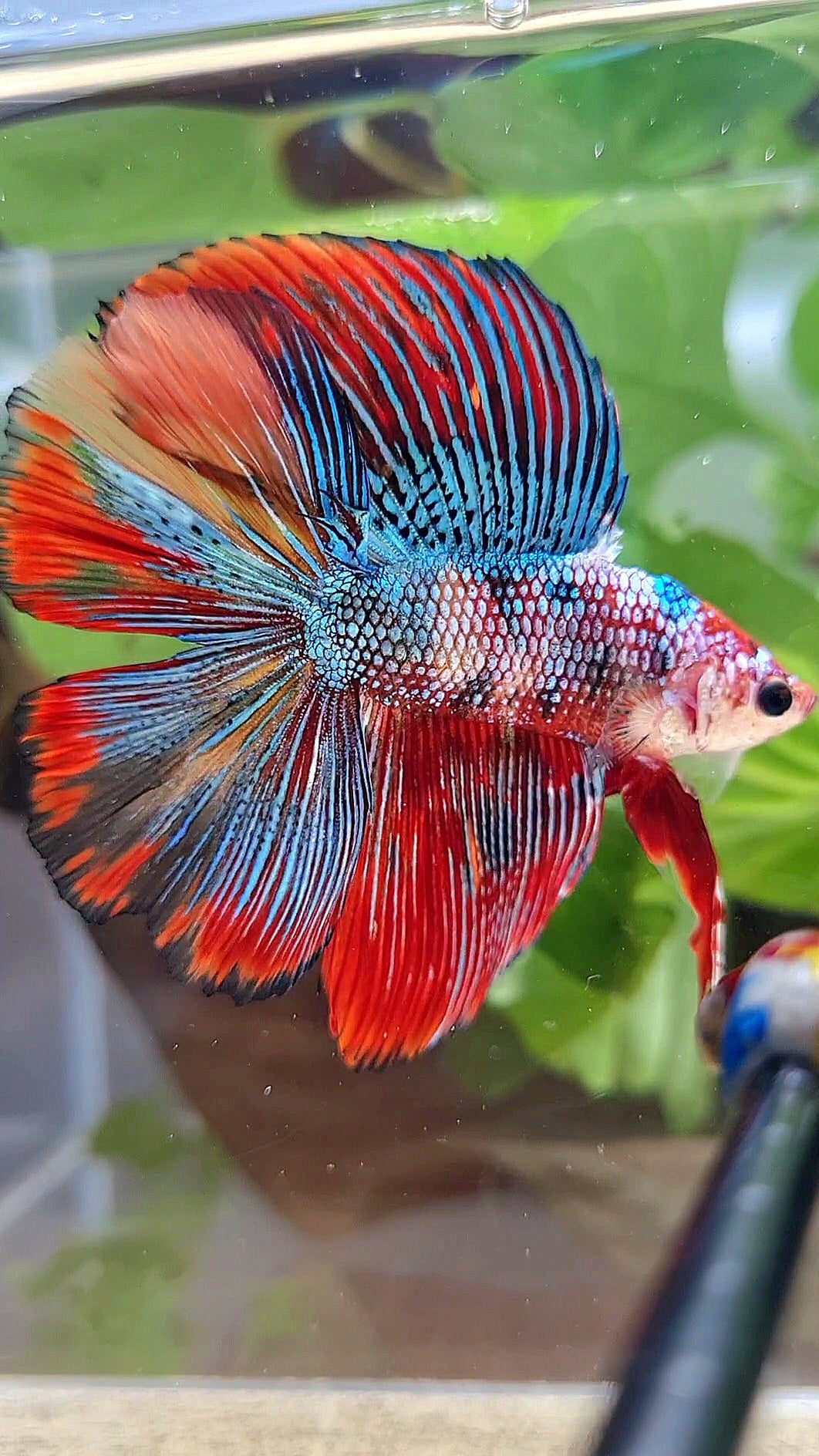 LUXURY HALFMOON DOUBLE TAIL SUPER METTALIC MULTICOLOR BETTA FISH