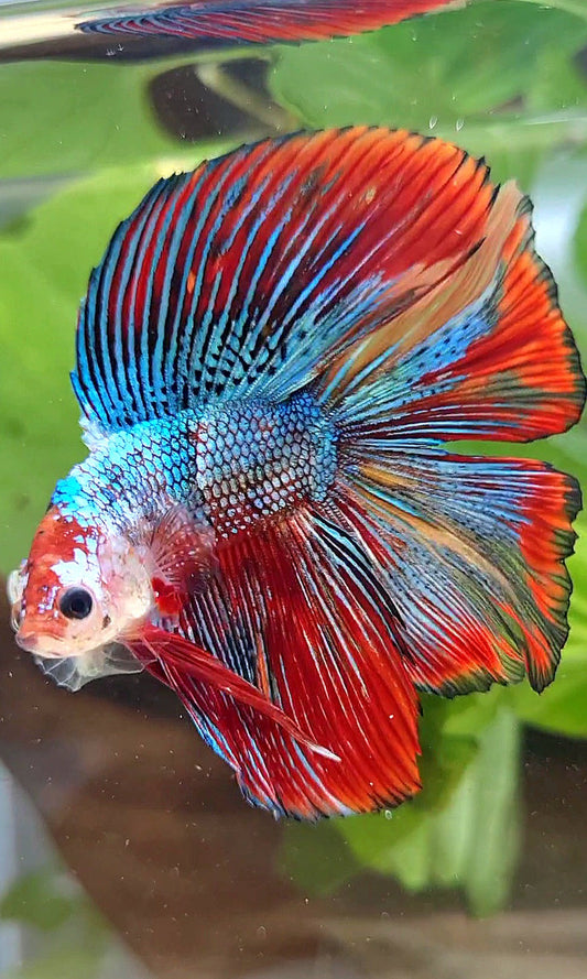 LUXURY HALFMOON DOUBLE TAIL SUPER METTALIC MULTICOLOR BETTA FISH
