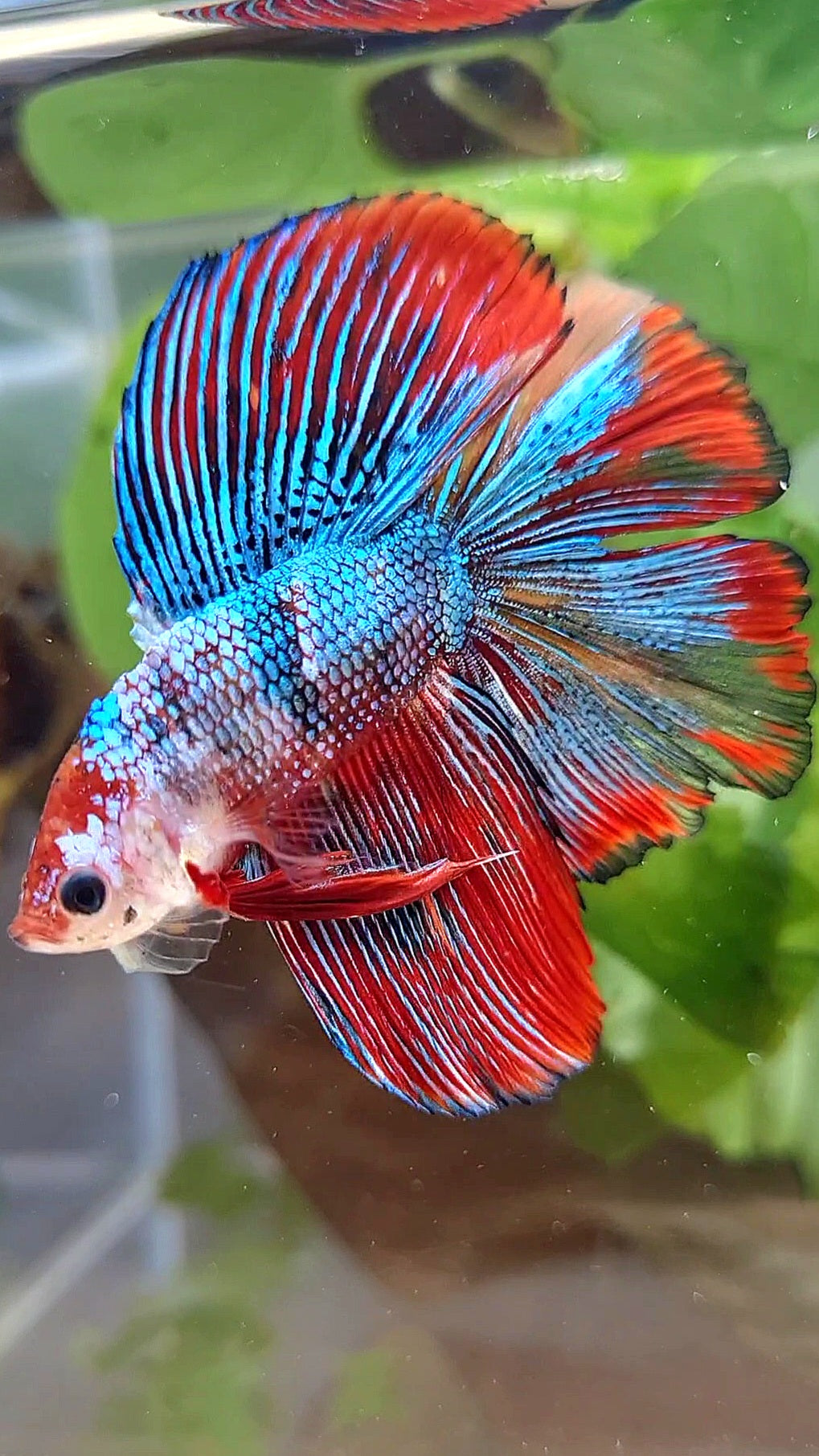 LUXURY HALFMOON DOUBLE TAIL SUPER METTALIC MULTICOLOR BETTA FISH