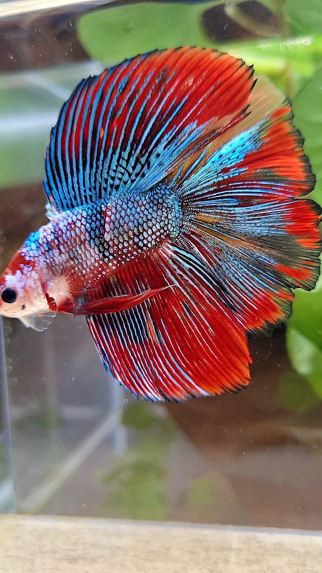 LUXURY HALFMOON DOUBLE TAIL SUPER METTALIC MULTICOLOR BETTA FISH