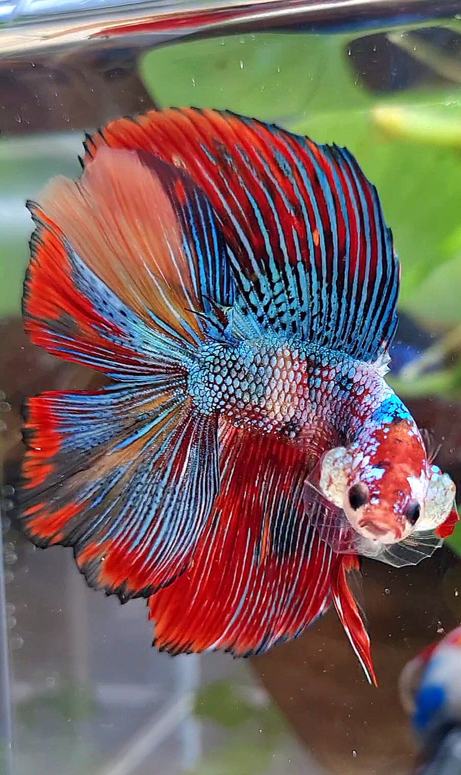 LUXURY HALFMOON DOUBLE TAIL SUPER METTALIC MULTICOLOR BETTA FISH