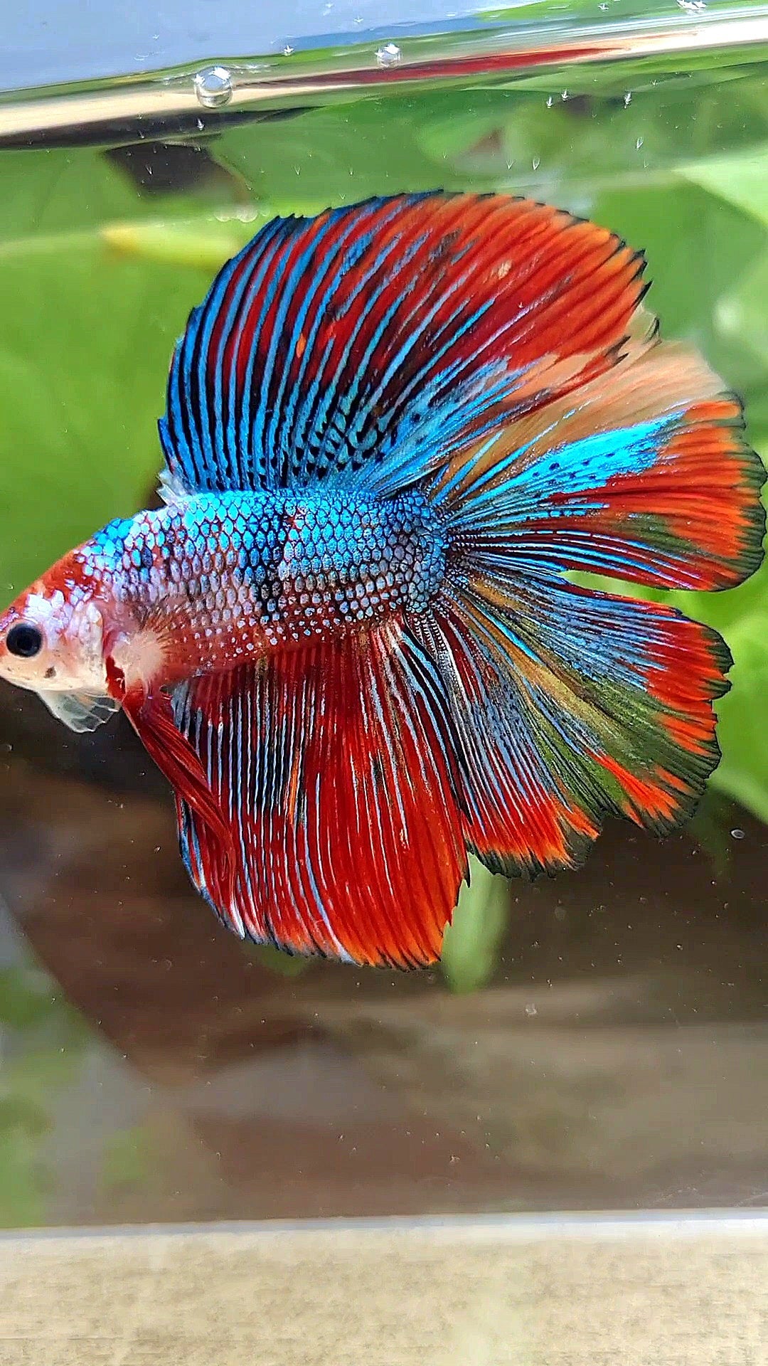 LUXURY HALFMOON DOUBLE TAIL SUPER METTALIC MULTICOLOR BETTA FISH