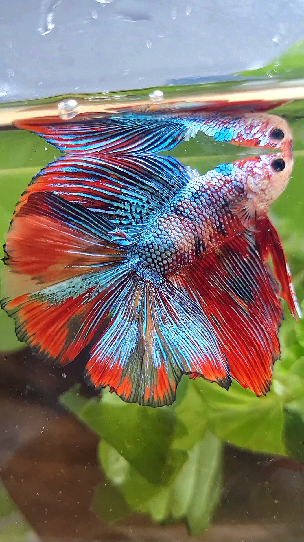 LUXURY HALFMOON DOUBLE TAIL SUPER METTALIC MULTICOLOR BETTA FISH
