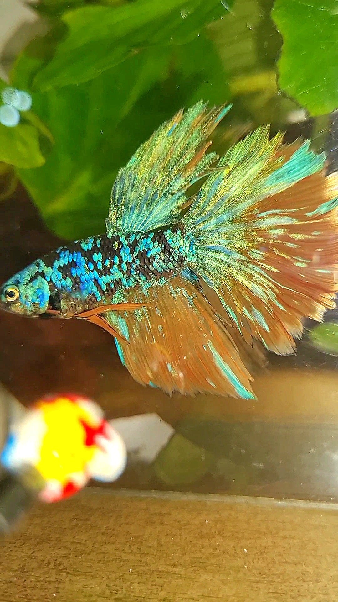 HALFMOON BLACK GALAXY BLUE AVATAR YELLOW BETTA FISH