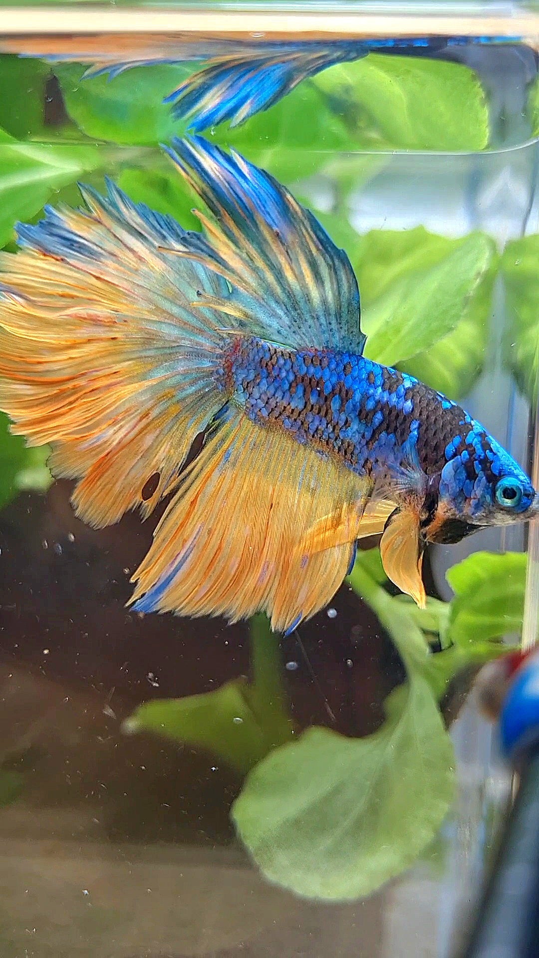 HALFMOON BLACK GALAXY BLUE AVATAR YELLOW BETTA FISH