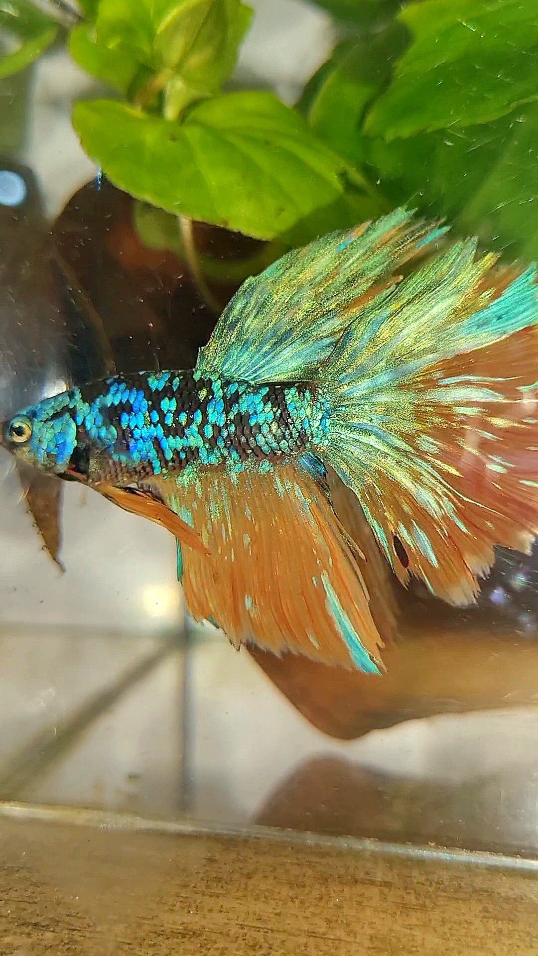 HALFMOON BLACK GALAXY BLUE AVATAR YELLOW BETTA FISH