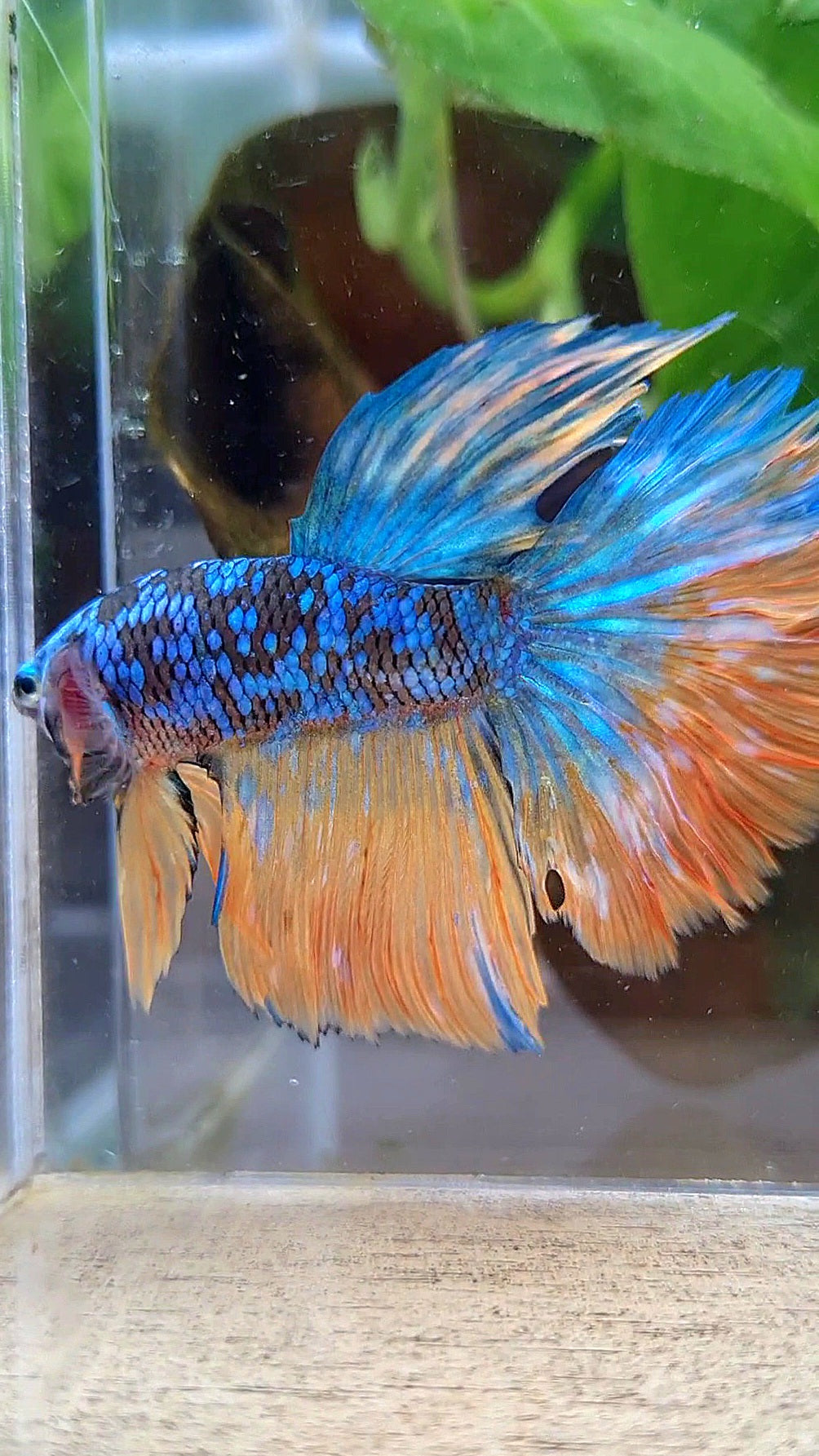 HALFMOON BLACK GALAXY BLUE AVATAR YELLOW BETTA FISH