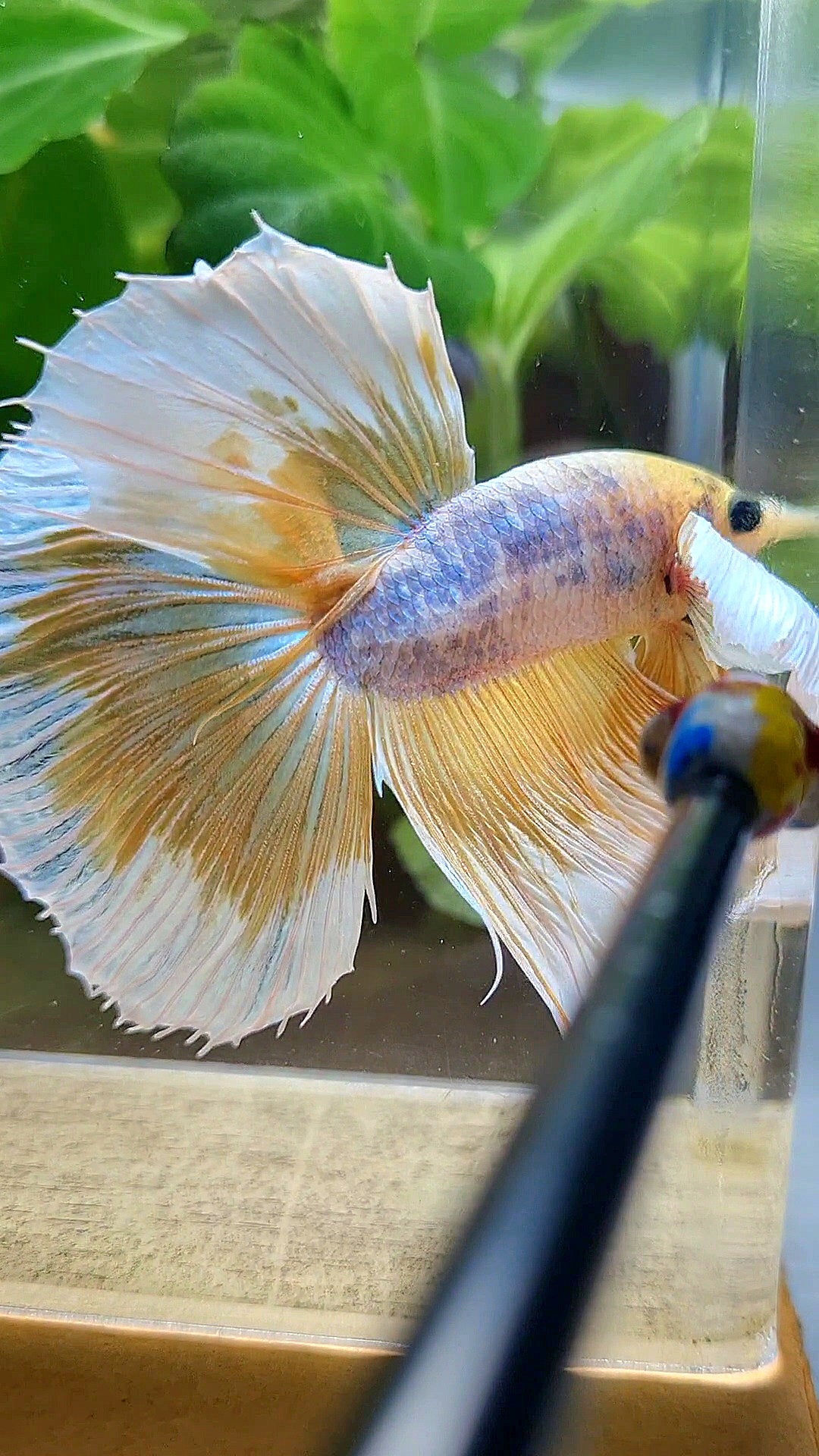 HALFMOON SUPER DUMBO EAR YELLOW BUTTERFLY MASCOT BETTA FISH