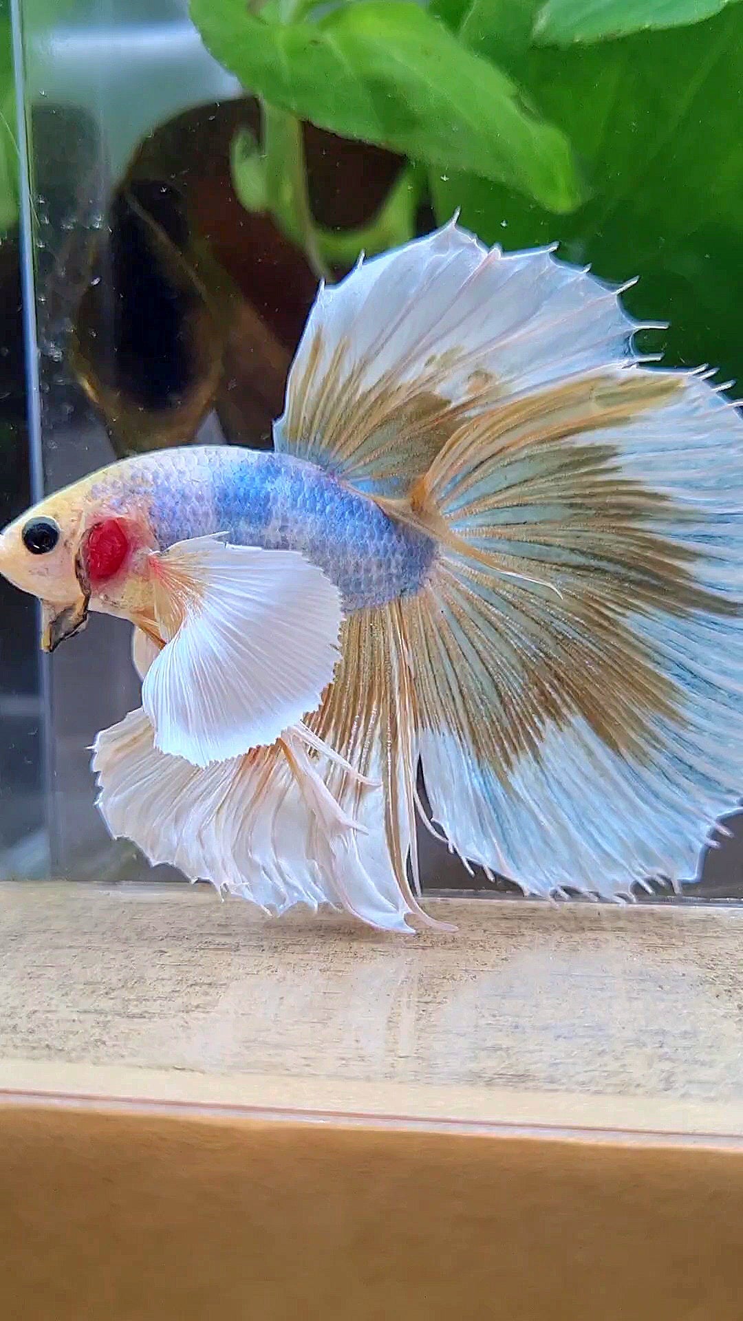 HALFMOON SUPER DUMBO EAR YELLOW BUTTERFLY MASCOT BETTA FISH
