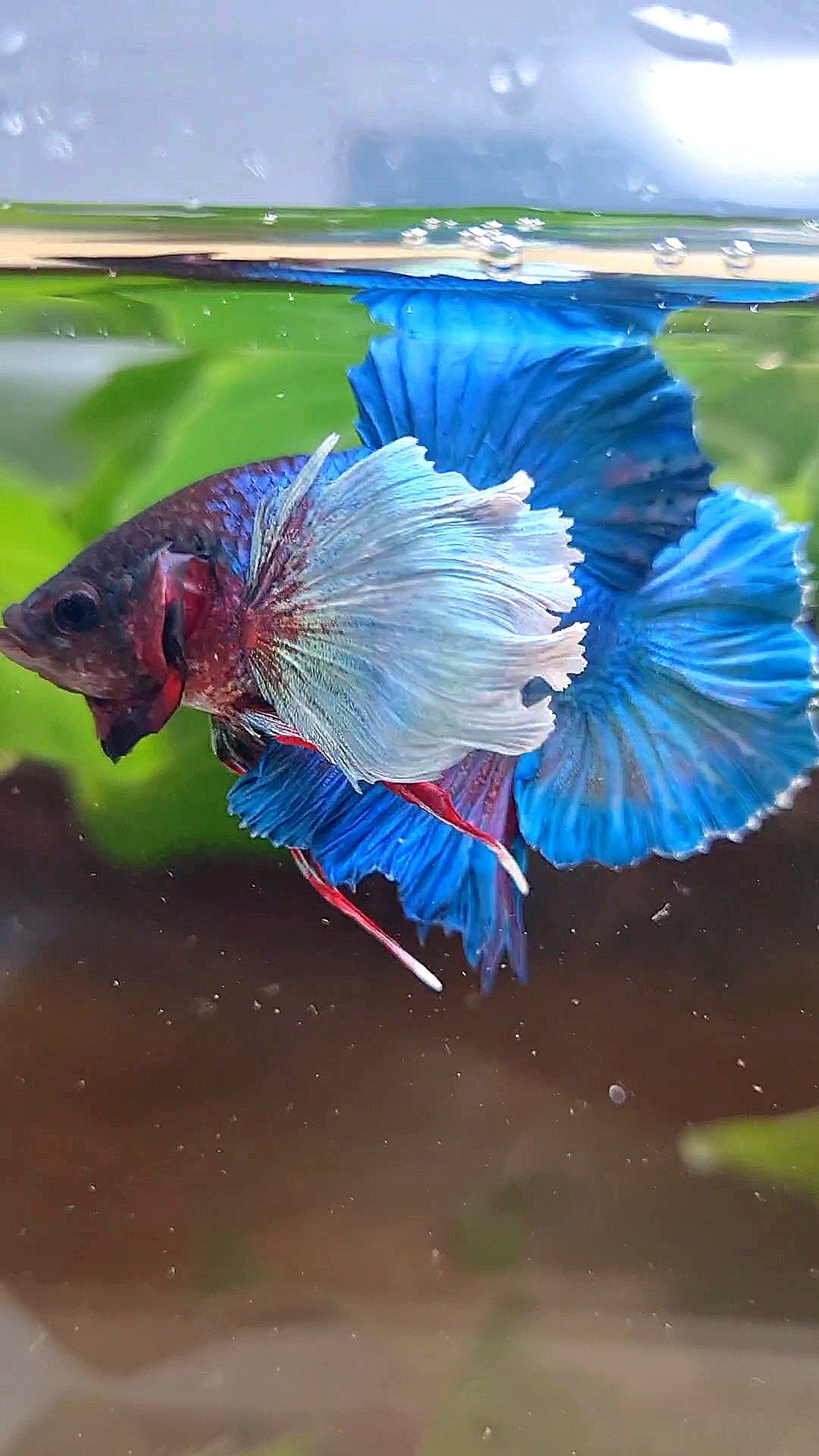 PLAKAT DOUBLE TAIL SUPER DUMBO EAR BLUE GREEN TURQUOISE BETTA FISH