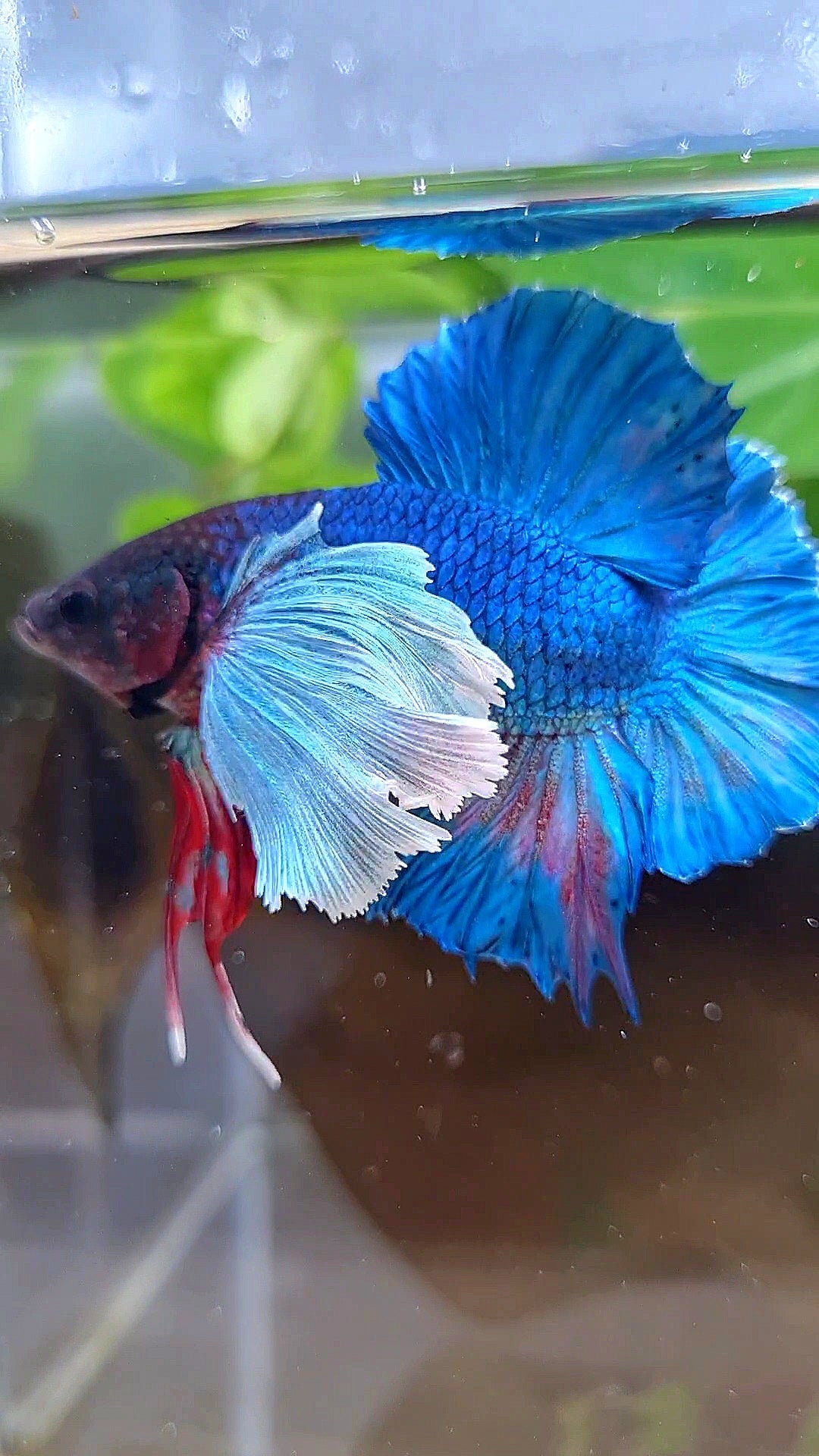 PLAKAT DOUBLE TAIL SUPER DUMBO EAR BLUE GREEN TURQUOISE BETTA FISH