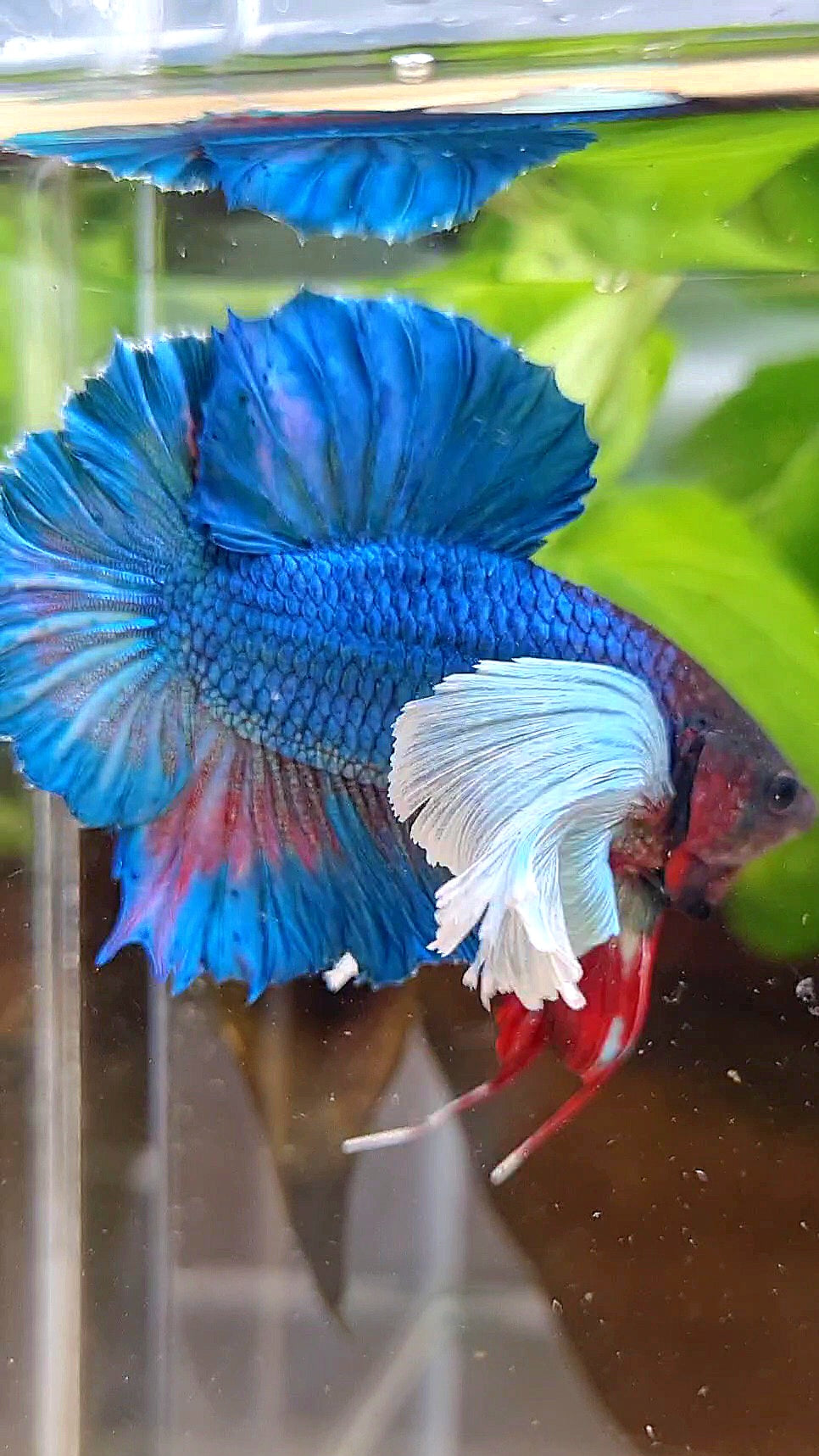 PLAKAT DOUBLE TAIL SUPER DUMBO EAR BLUE GREEN TURQUOISE BETTA FISH
