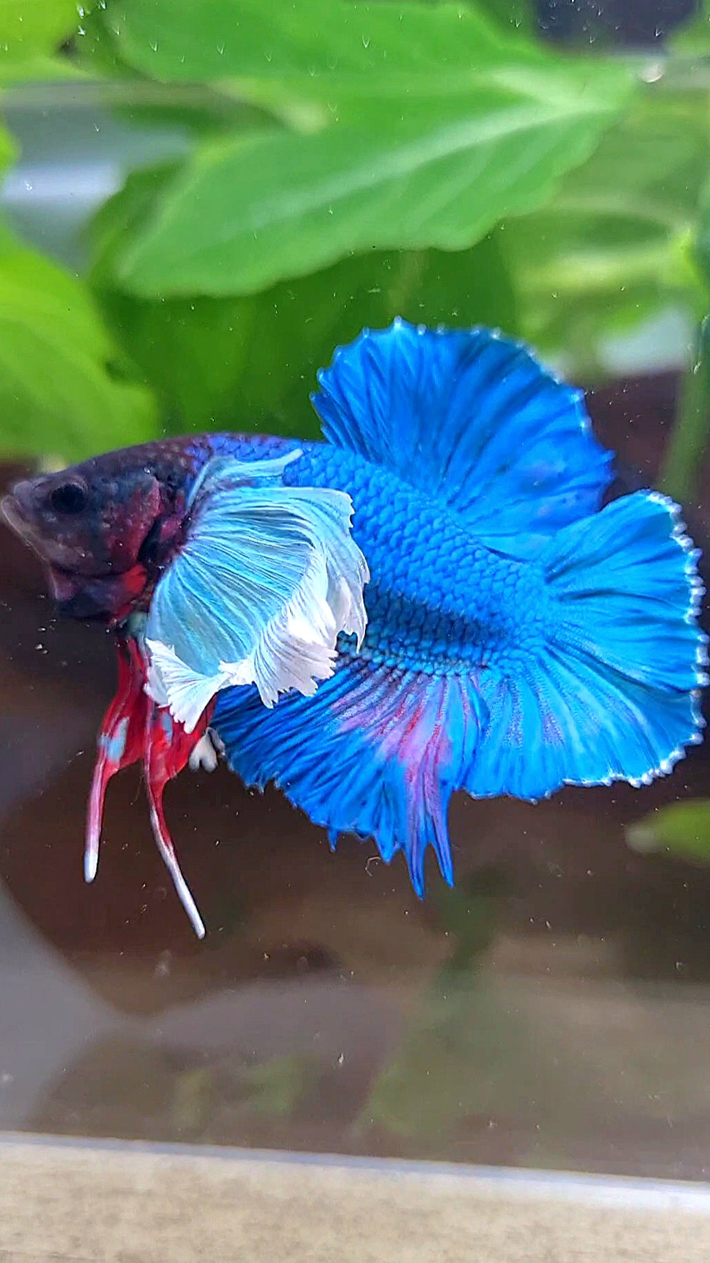 PLAKAT DOUBLE TAIL SUPER DUMBO EAR BLUE GREEN TURQUOISE BETTA FISH