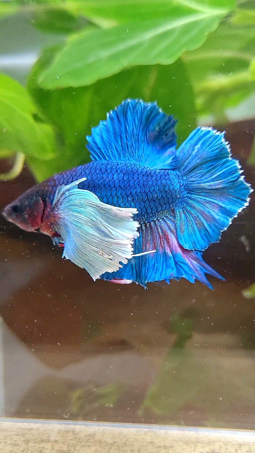 PLAKAT DOUBLE TAIL SUPER DUMBO EAR BLUE GREEN TURQUOISE BETTA FISH