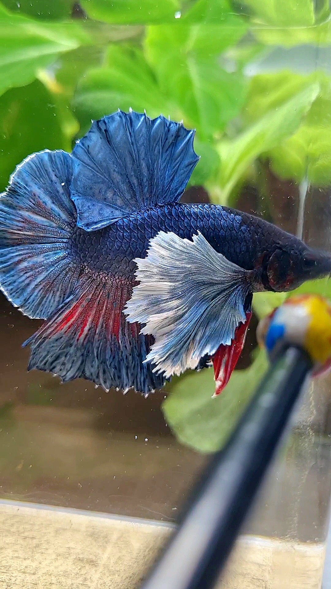 HMPK SUPER DUMBO EAR BLUE DARK BETTA FISH