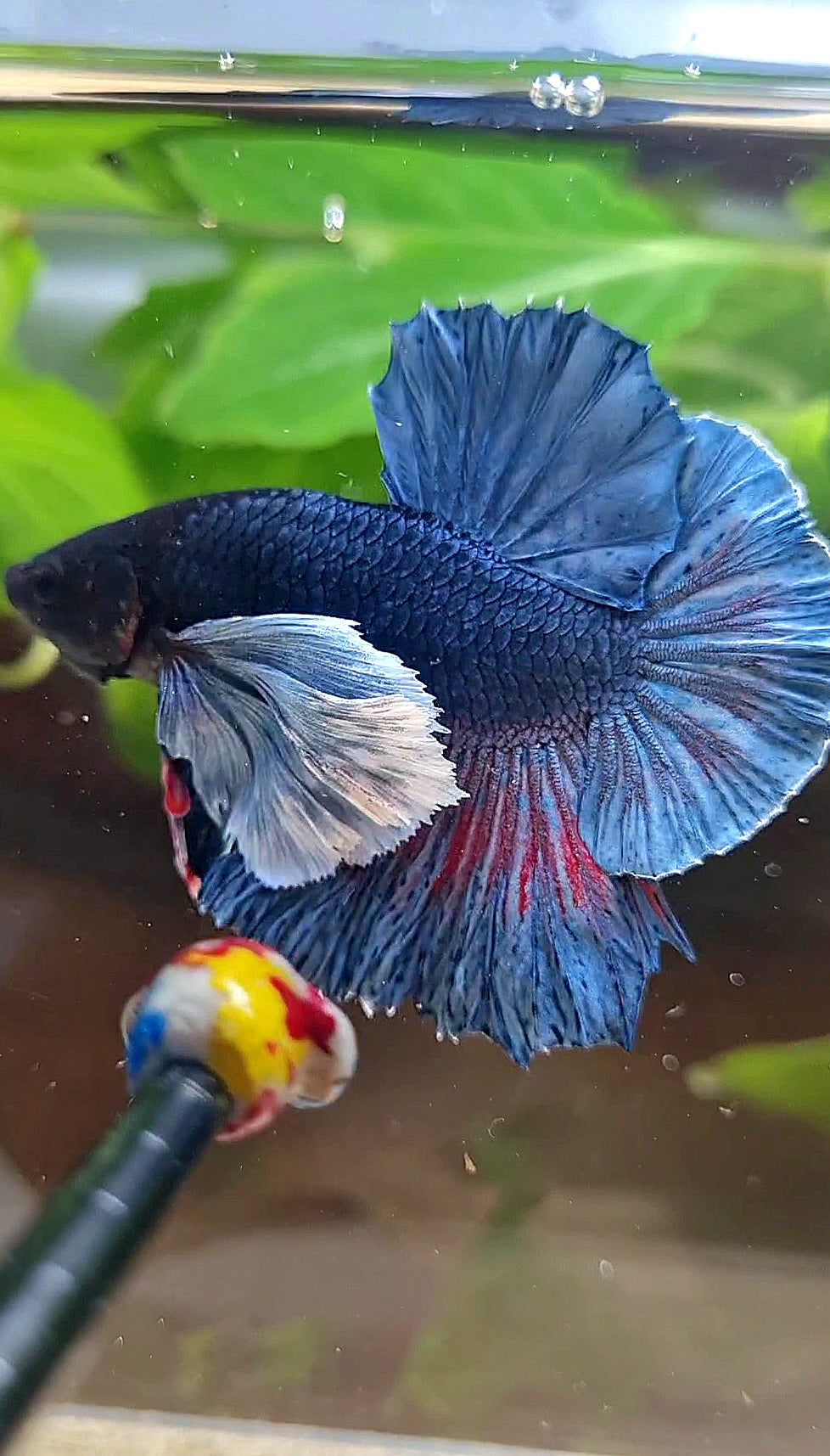 HMPK SUPER DUMBO EAR BLUE DARK BETTA FISH