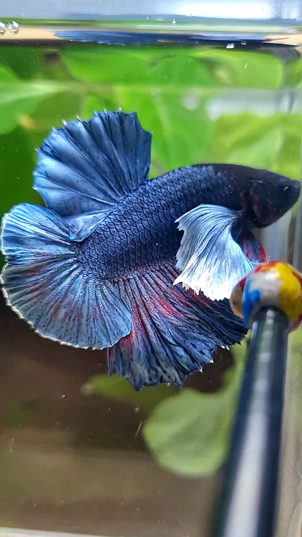 HMPK SUPER DUMBO EAR BLUE DARK BETTA FISH